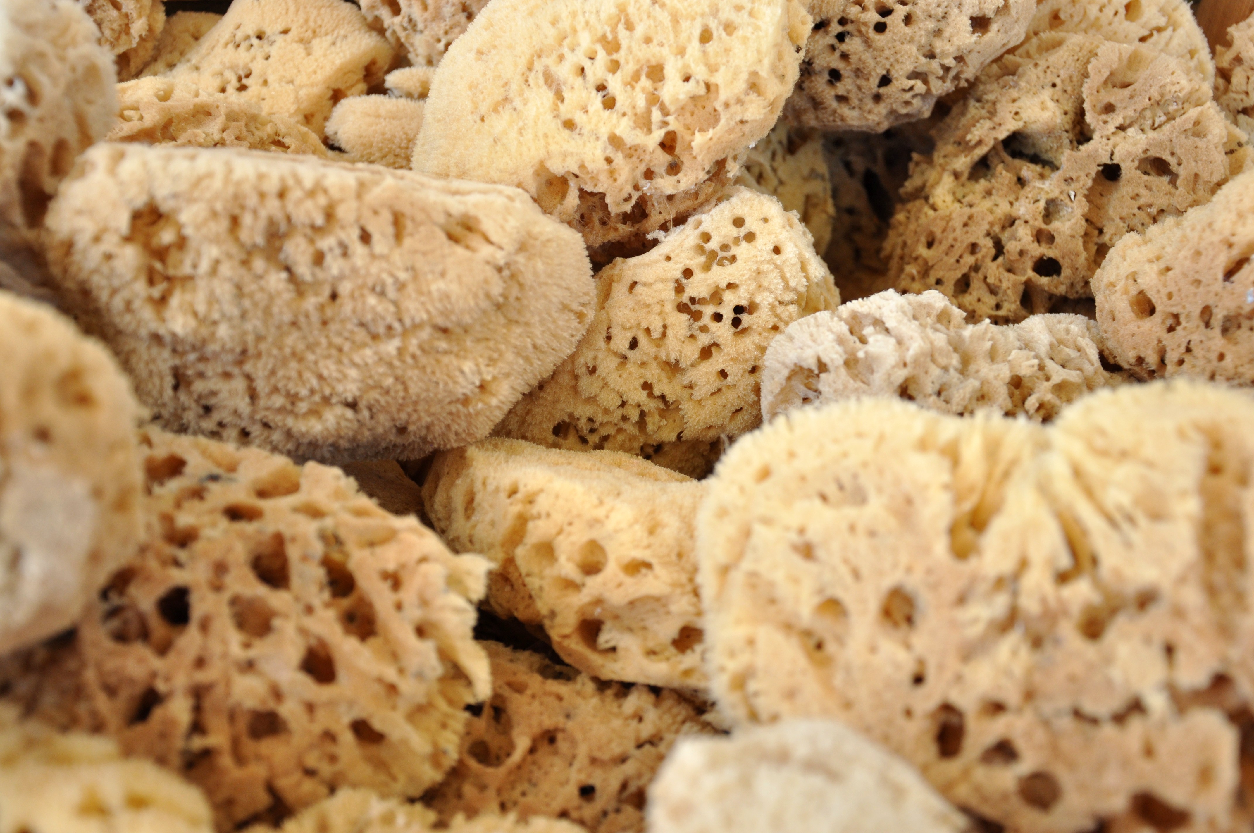 6 All Natural Sponges To Kickstart Your Spring Cleaning Reviewed 6-all-natural-sponges-to-kickstart-your-spring-cleaning-reviewed