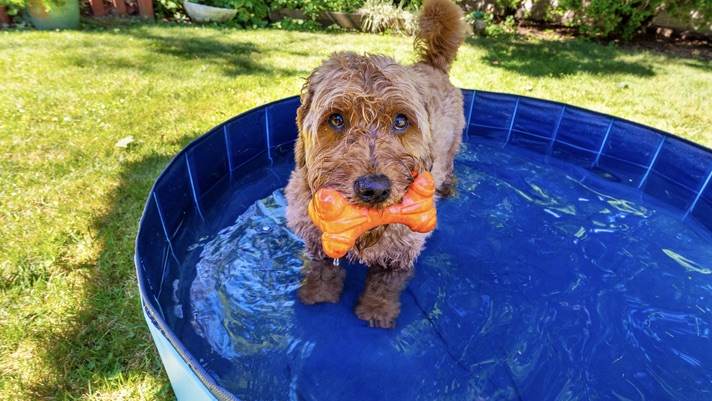 The Best Dog Pools of 2023