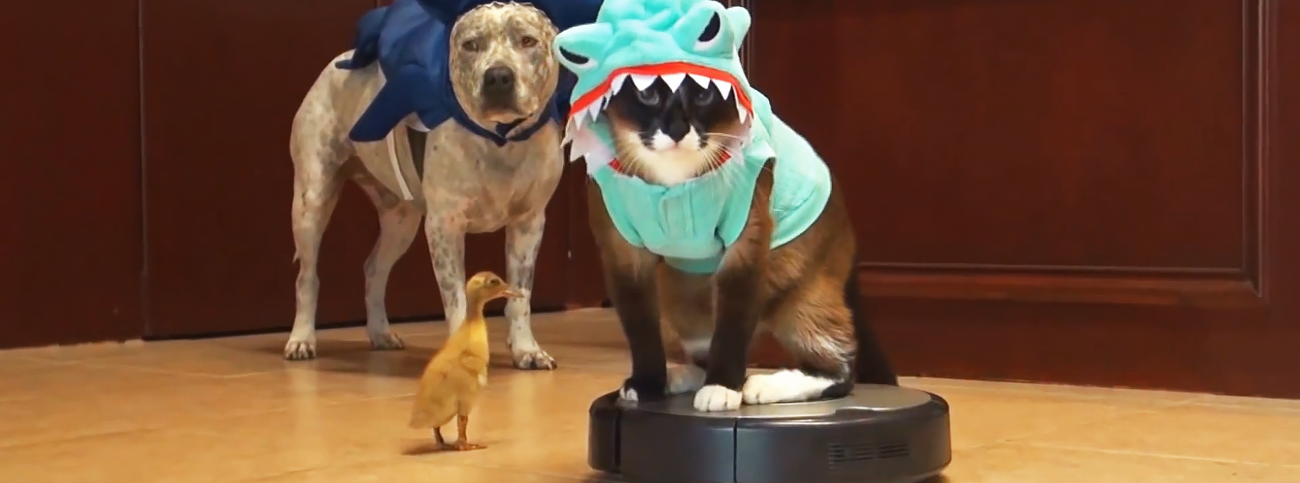 Cute Animals & Roombas A Match Made in Heaven Vacuums