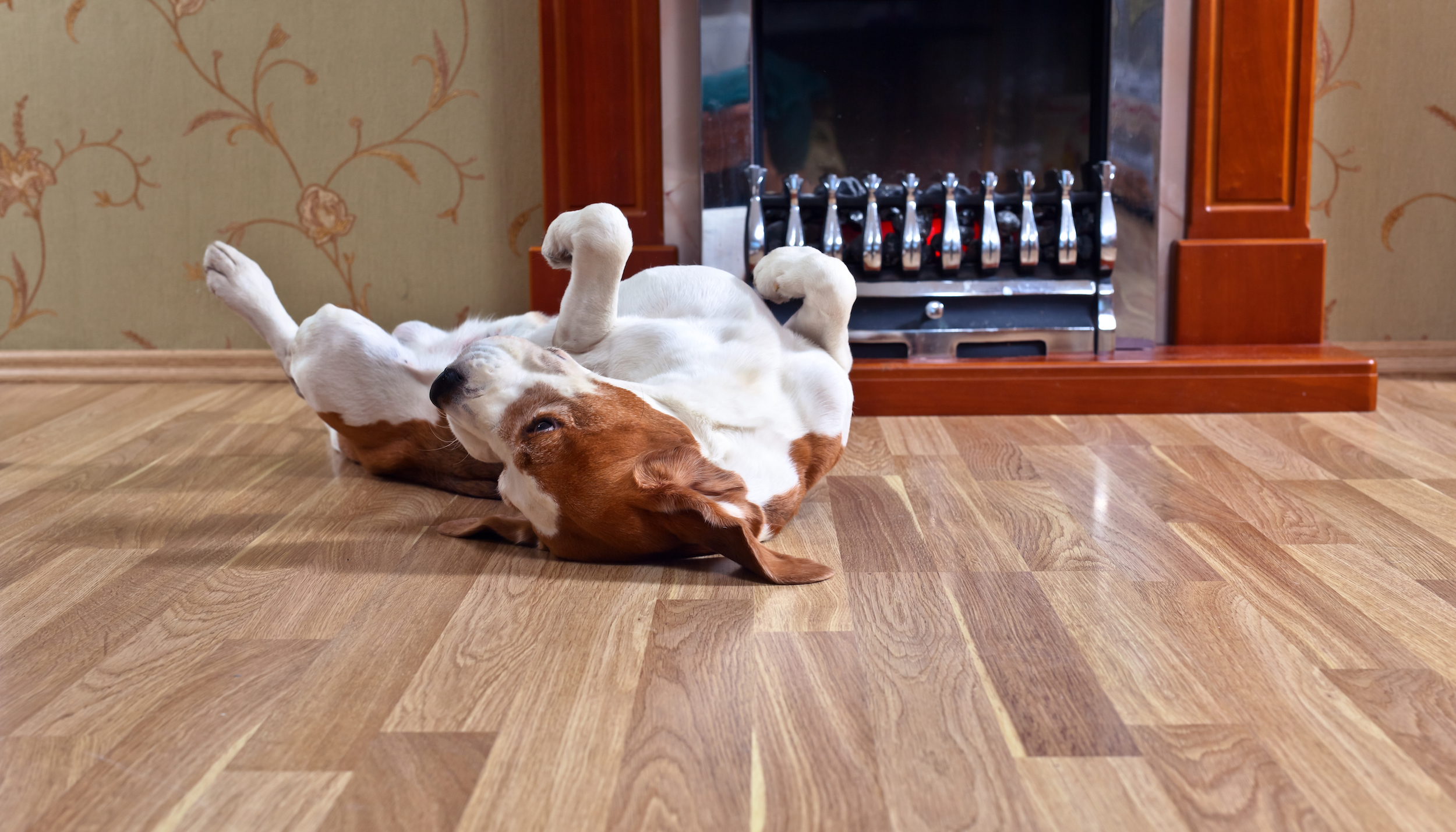 Dog rolling on wooden floor near a fireplace